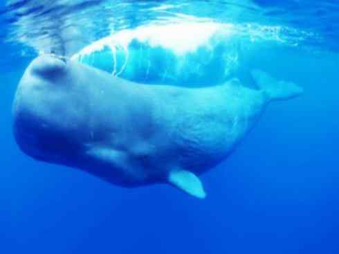 自然奇观：动物大迁徙(齿鲸类)