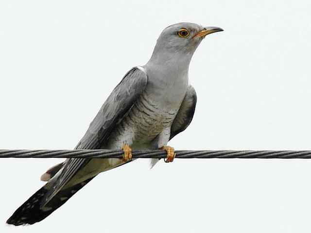 衡水湖印象(彩鹬及其它)