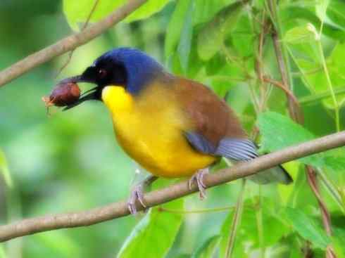 美丽无罪：雀鸟之噪鹛