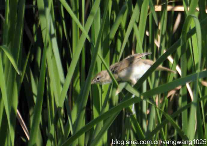 隐藏很深的大苇莺