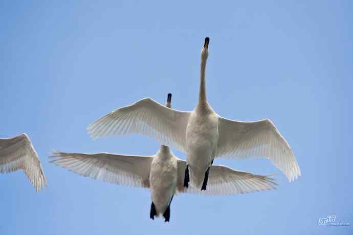 烟墩角&nbsp;wbr路&nbsp;wbr再次与大天鹅亲密相处