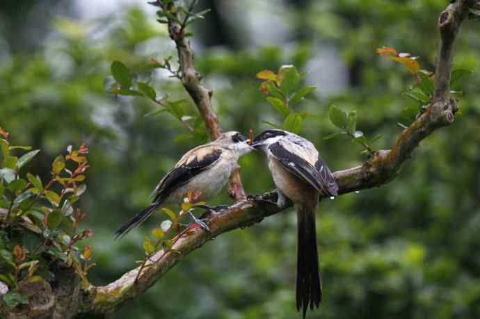 206.小伯劳成长记（2）雨中喂食