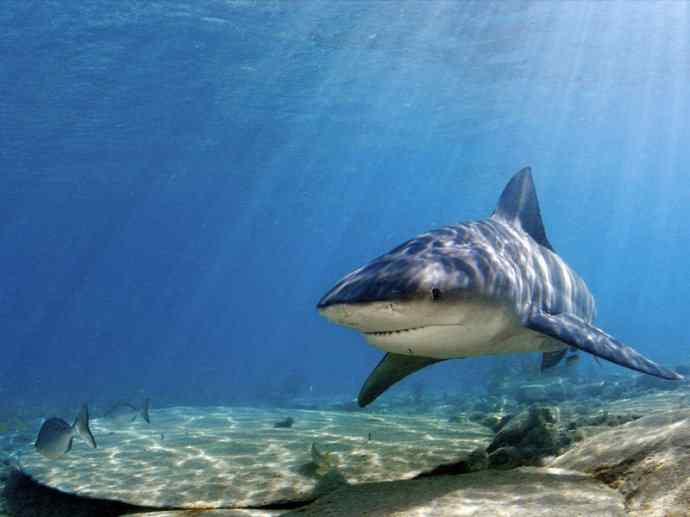 鱼类活化石：皱鳃鲨