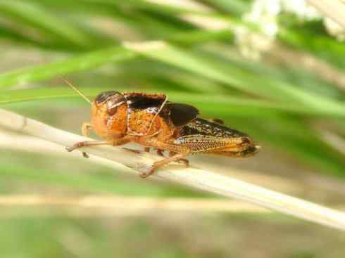 自然奇观：动物大迁徙(东亚飞蝗）