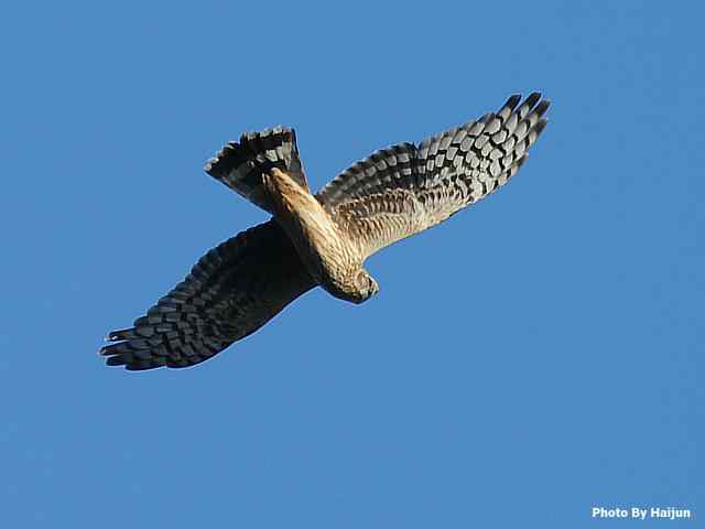厚道的白尾鹞可以有