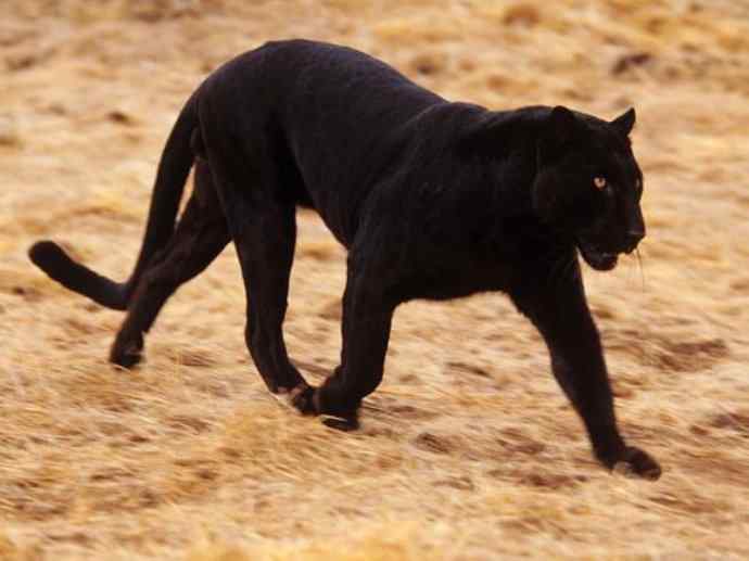 犬科：薮犬亚科豺属之豺