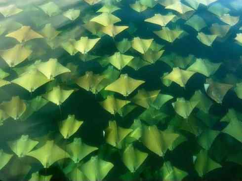 自然奇观：动物大迁徙(鲼)