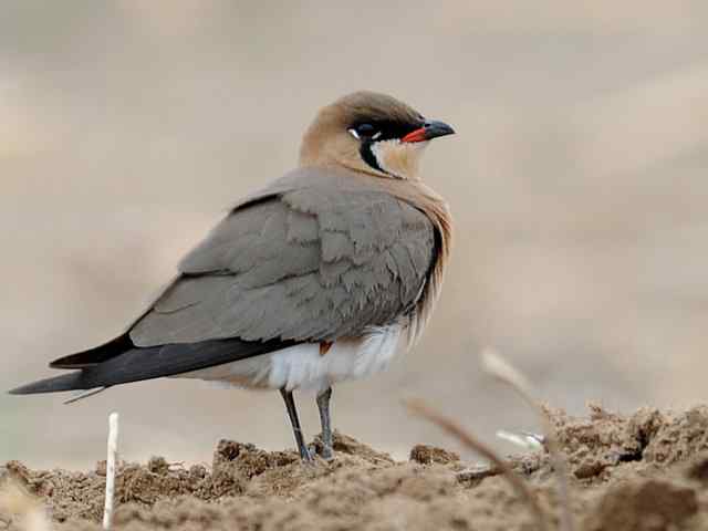 野鸭湖：阿穆尔隼与普通燕鸻