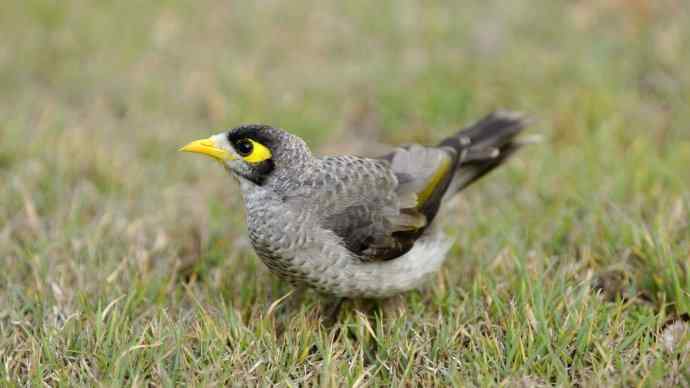 澳洲拍鸟鈥斺斘薮Σ辉诘暮诙羁笪勰 澳洲拍鸟鈥斺斘薮Σ辉诘暮诙羁笪勰