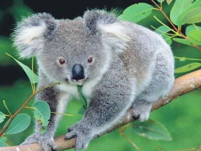 盘点十二大著名食蚁动物：袋食蚁兽