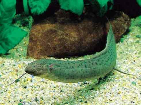 鱼类活化石：非洲肺鱼