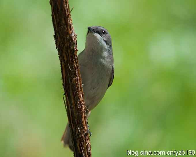 不常见的白喉林莺（组图，6张图片）