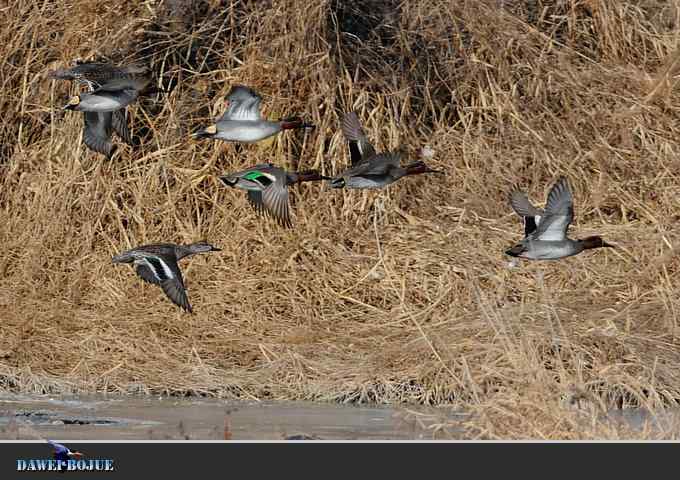 【新鸟】针尾鸭和白河湾的几只鸟