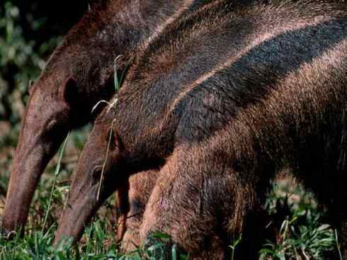 盘点十二大著名食蚁动物:食蚁兽 盘点十二大著名食蚁动物:食蚁兽
