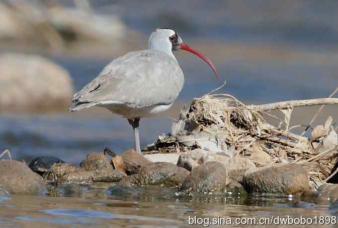 白河峡谷：鹮嘴儿小猫拍不够