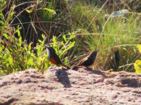 美丽无罪：雀鸟之鹩莺