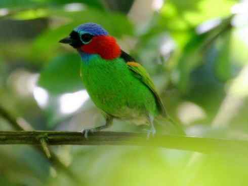 极品红色鸟类：玫红比蓝雀