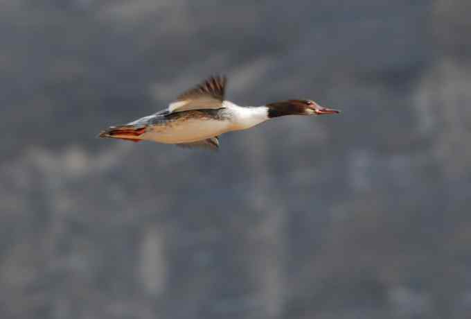 普沙鸭的幸福生活