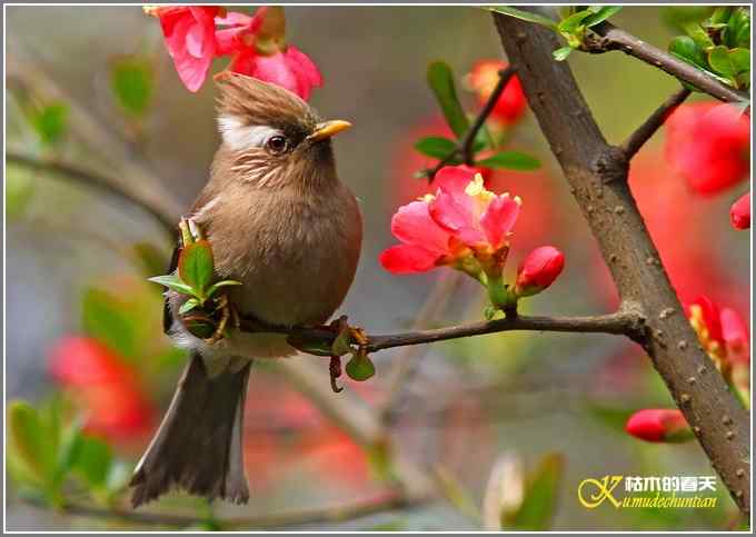 海棠花间的白领凤鹛【照片】