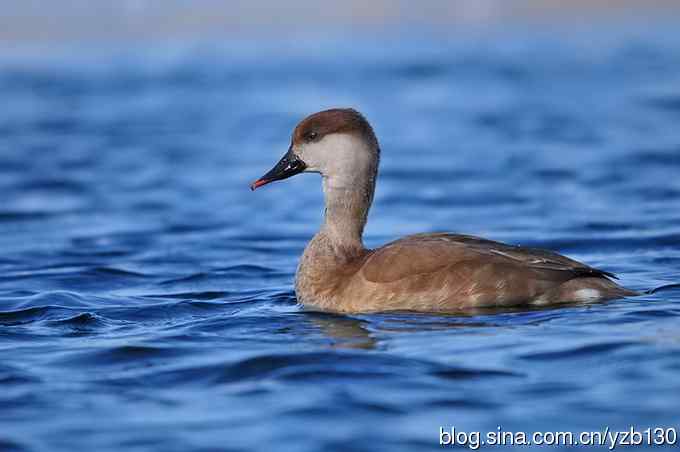 冰之蓝&bull;赤嘴潜鸭&bull;元宵节快乐（组图，15张图片）