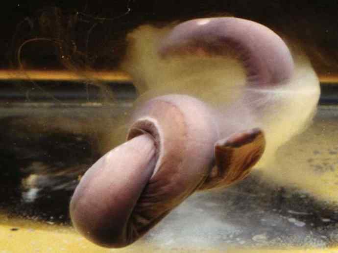 鱼类活化石：盲鳗