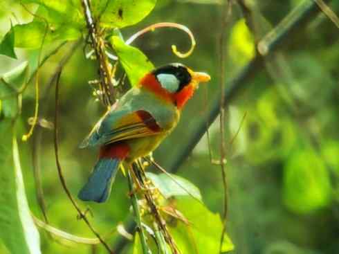 家禽驯化之源之十五