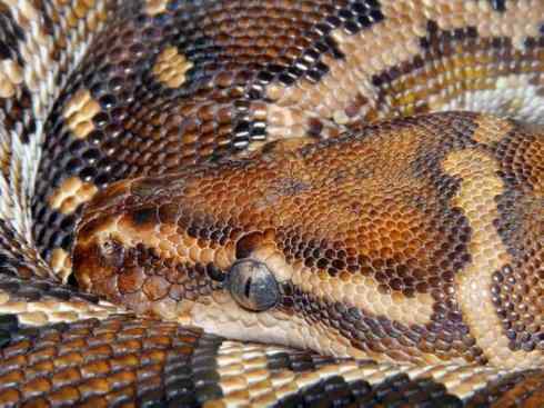 龙：传说的兽原型探秘（蟒蛇类）