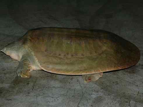 玄武：传说的兽原型探秘（鳖）