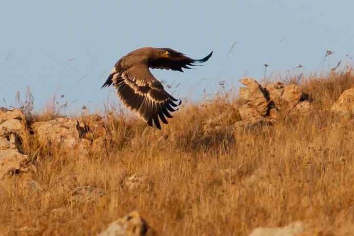 草原有约. wbr夕阳下与草原雕一家敖包相会