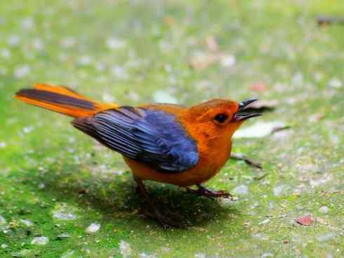 白头鸟系列:另类的美丽（白头歌鵖）