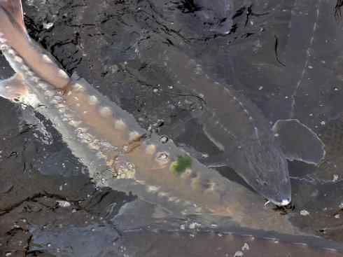 鱼类活化石:中华鲟 鱼类活化石:中华鲟