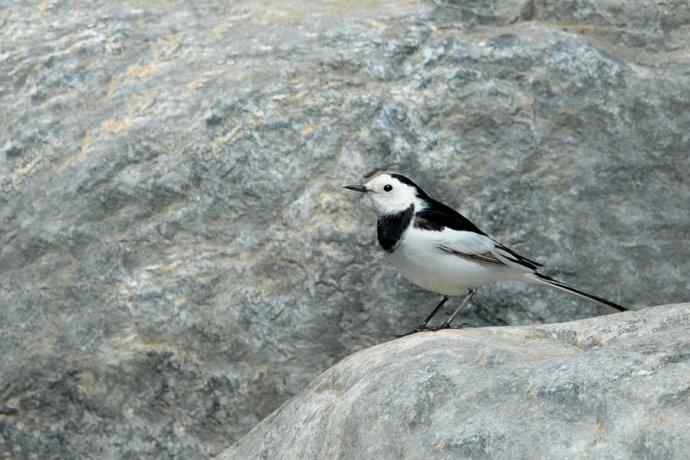 《白河湾的鸭子与十渡的白鹡鸰》
