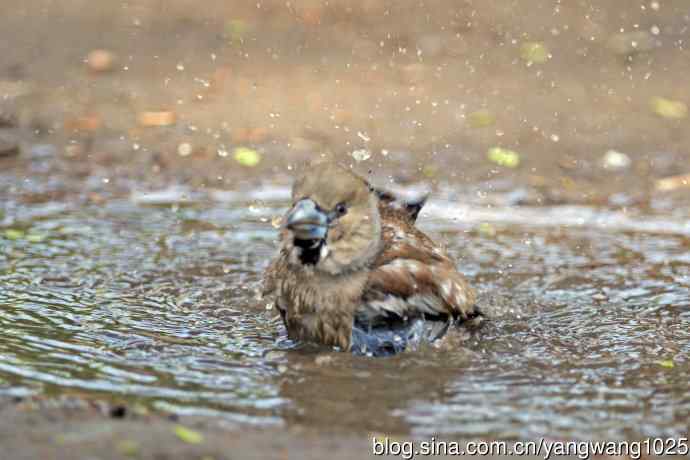 洗浴中的锡嘴雀（3）