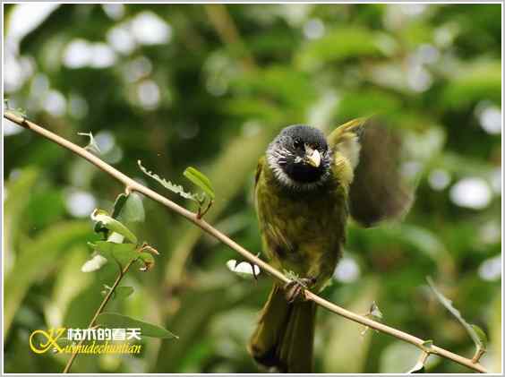 鈥湸蚰疋澦嫦搿菊掌 鈥湸蚰疋澦嫦搿菊掌