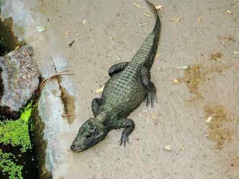 龙：传说的兽原型探秘（鳄类）