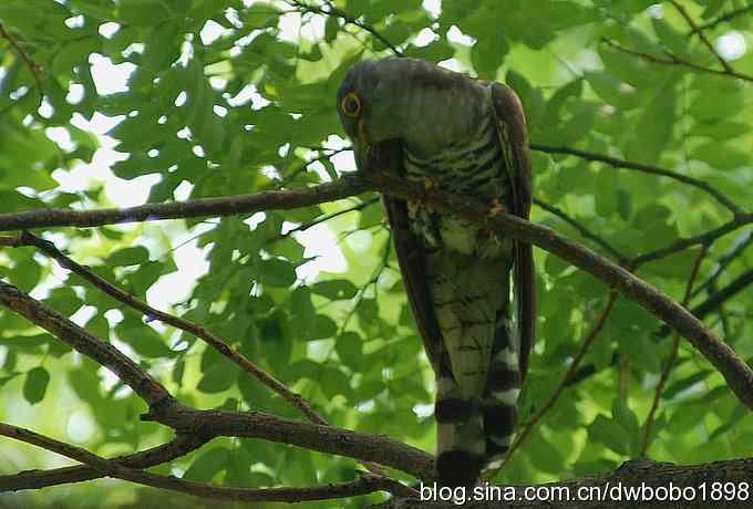 夏日欢鸣的四声杜鹃