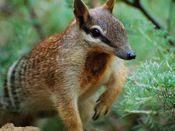 盘点十二大著名食蚁动物:袋食蚁兽 盘点十二大著名食蚁动物:袋食蚁兽