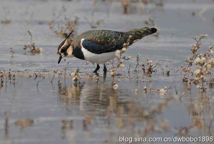 飞翔的凤头麦鸡