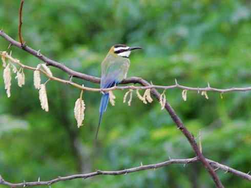 绝色攀禽:佛法僧目之蜂虎4 绝色攀禽:佛法僧目之蜂虎4