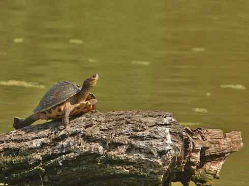 玄武:传说的兽原型探秘(潮龟) 玄武:传说的兽原型探秘(潮龟)