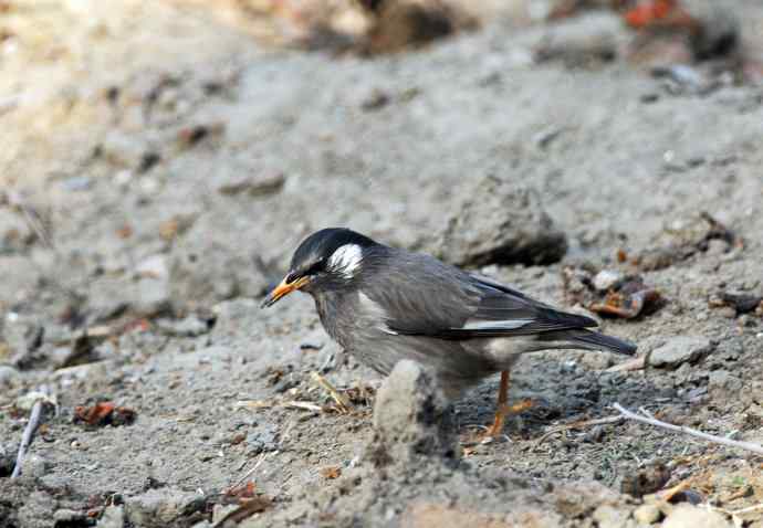随走随拍（灰椋鸟）