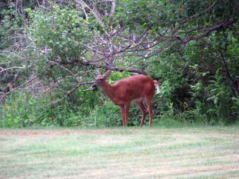 白尾红鹿 白尾红鹿