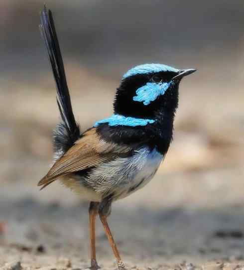 美丽无罪：雀鸟之鹩莺