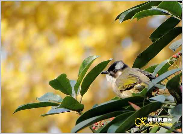 “打鸟”随想【照片】
