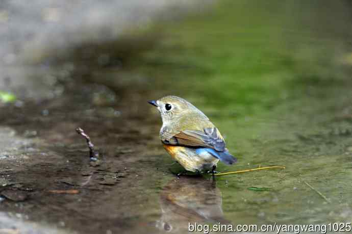 雌性红胁蓝尾鸲（56）