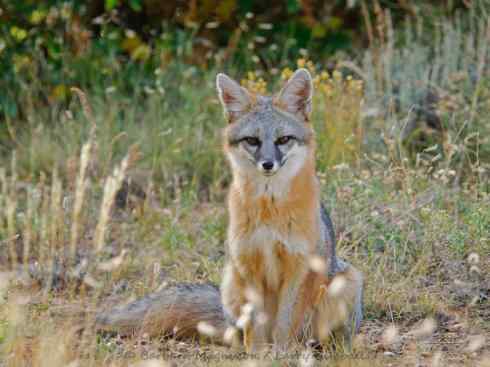 犬科：狐亚科灰狐属之灰狐、岛屿灰狐