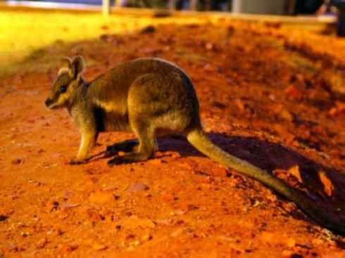 动物世界：山寨还是原创之八