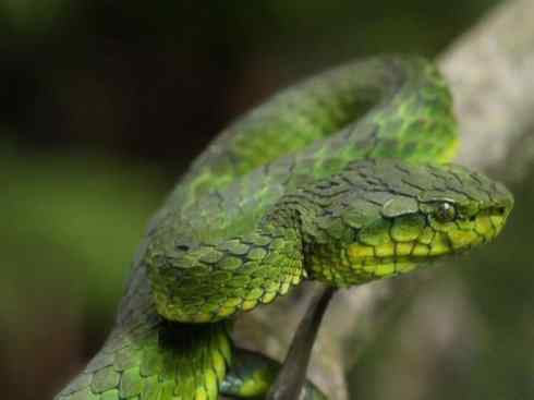 龙:传说的兽原型探秘(蝮蛇类) 龙:传说的兽原型探秘(蝮蛇类)