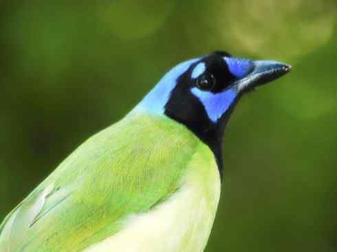 美丽无罪：雀鸟之蓝鸦