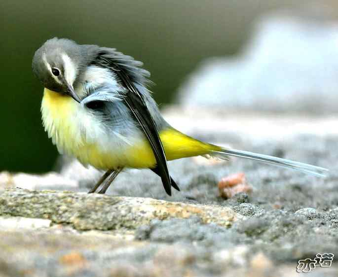 河北平山 wbr路 wbr灰鹡鸰 河北平山 wbr路 wbr灰鹡鸰